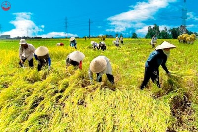 Hướng dẫn xác định cá nhân trực tiếp sản xuất nông nghiệp trong lĩnh vực đất đai